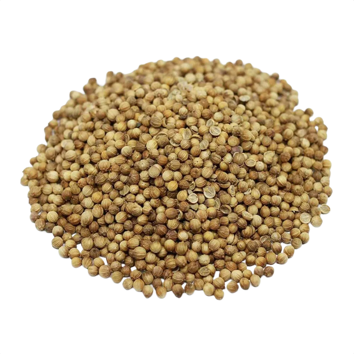 Sementes de coentro | Nova safra | - Image 2