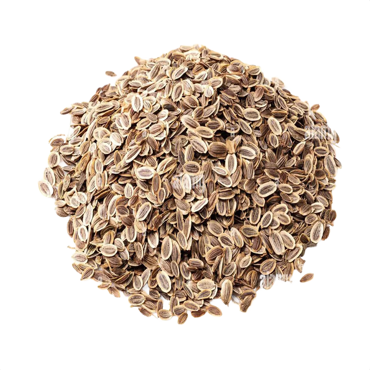 Endro Semente | Nova safra | - Image 2